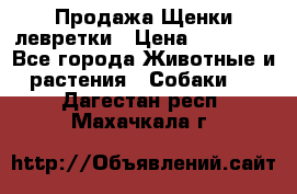 Продажа Щенки левретки › Цена ­ 40 000 - Все города Животные и растения » Собаки   . Дагестан респ.,Махачкала г.